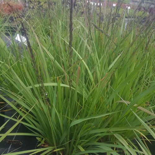 Ornamental Black Grass Ophiopogon Niger Lilyturf | ScotPlants Direct